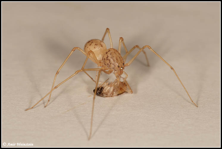 Scytodes thoracica - Scytodes sp.